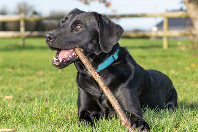 Black dog looking away on field