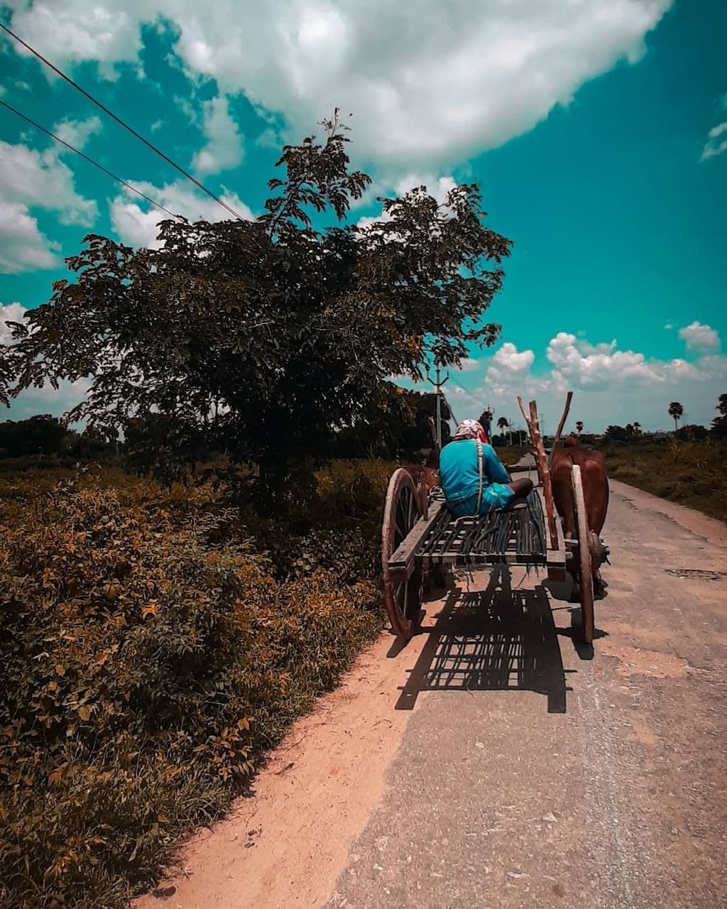 REAR VIEW OF HORSE ON ROAD