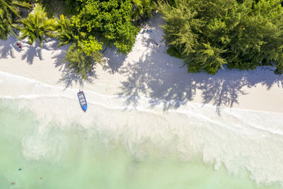 Aerial view of trees growing at beach