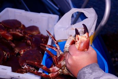 Close-up of hand holding crab claw norway