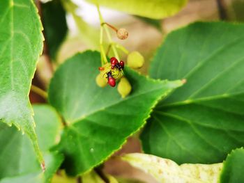 Close-up of ladybug on leaf