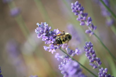 Close-up of bee pollinating on lavender flower