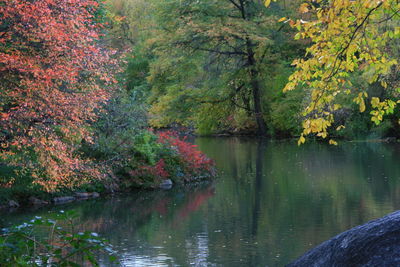 Scenic view of lake in forest during autumn