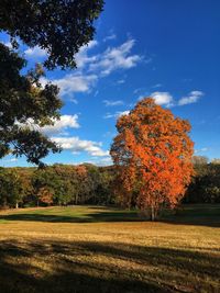 Trees on grassy field against blue sky