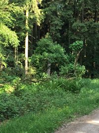 Trees growing in forest