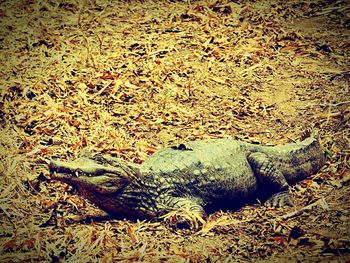 Close-up of lizard on field