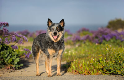 Portrait of dog against sky