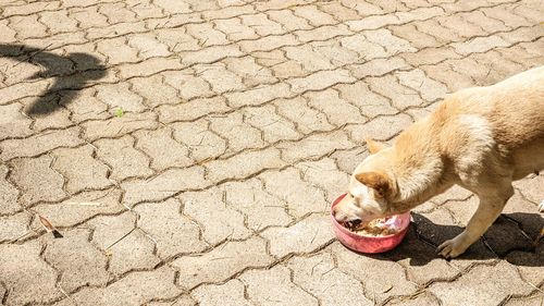 High angle view of dog on footpath