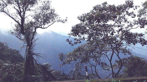 Trees in forest against clear sky