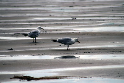 Seagulls on beach