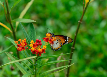 Close-up of butterfly pollinating on flower