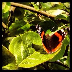 Close-up of butterfly on leaf