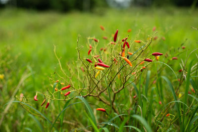 Close-up of insect on plant