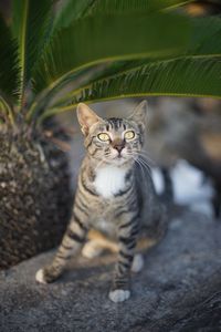 Portrait of tabby cat on plant