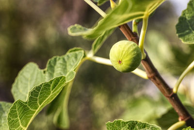 Close up of fig fruit and leaves on a fig tree