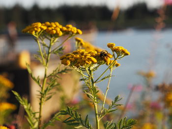 Close-up of insect on yellow flowering plant