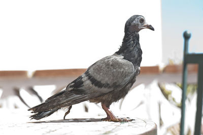 Close-up of bird perching