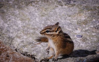 Close-up of chipmunk on rock