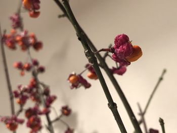 Close-up of wilted flower buds