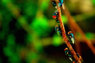 Close-up of insect on leaf