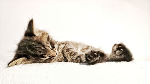 Cat lying on white background