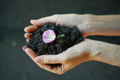 Close-up of hand holding flower