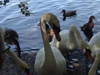 High angle view of swans swimming on lake