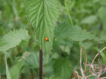 Close-up of ladybug on plant