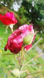 Close-up of pink rose blooming outdoors