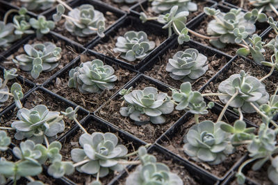 High angle view of white flowering plants