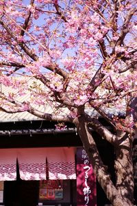 Low angle view of pink flowers blooming on tree