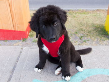Cute 12-week old shy black and white labernese puppy sitting on sidewalk