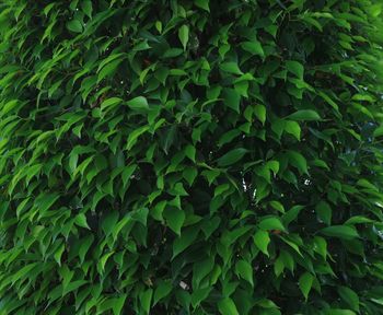 Full frame shot of green leaves