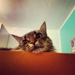 Close-up portrait of a cat