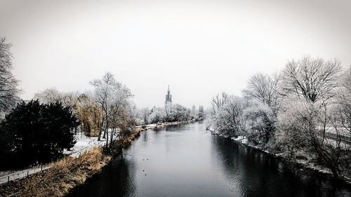 Bare trees in winter