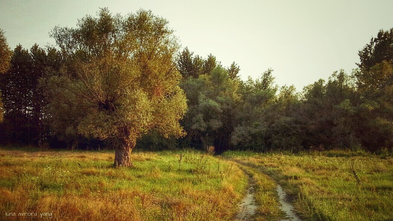 tree, grass, field, growth, tranquility, clear sky, tranquil scene, landscape, nature, beauty in nature, grassy, scenics, rural scene, the way forward, green color, sunlight, day, sky, outdoors, plant