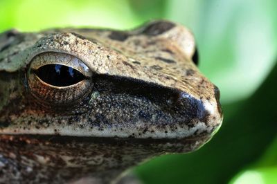 Close-up of lizard