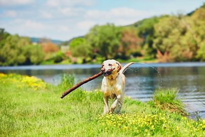 Dog carrying log on grassy lakeshore