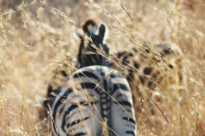 Zebra in field