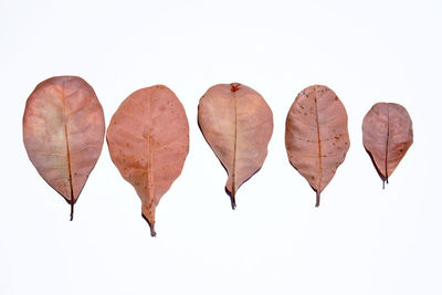 Close-up of autumn leaves against white background