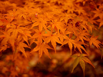 Close-up of orange maple leaves on plant on autumn season