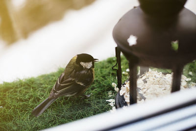 View of bird perching on plant