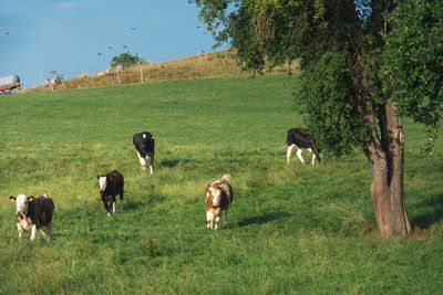 Cows on field