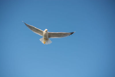 Low angle view of seagull flying