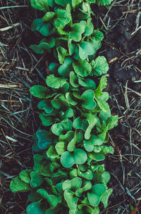 High angle view of plants growing on field