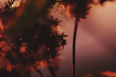 Close-up of silhouette plant against sky at sunset