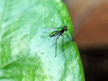 Close-up of fly on leaf