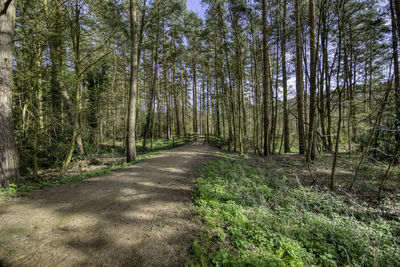Dirt road amidst trees in forest