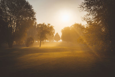 Sunlight streaming through trees at sunset