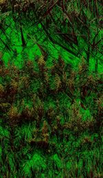 Full frame shot of trees in forest